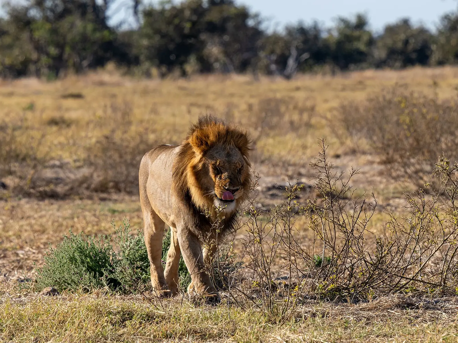 Kwando Private Reserve, on the Kwando River, northern Botswana