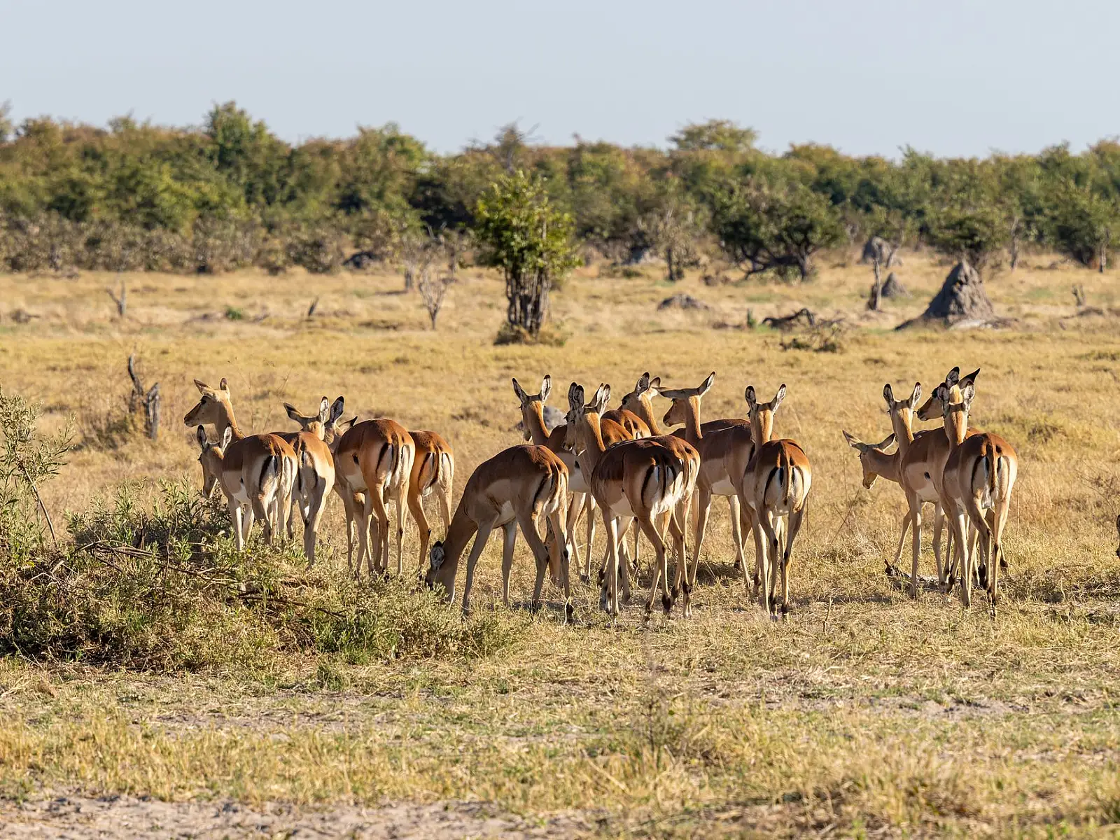 Southern Kwando Private Reserve, adjoining the Linyanti Marshes