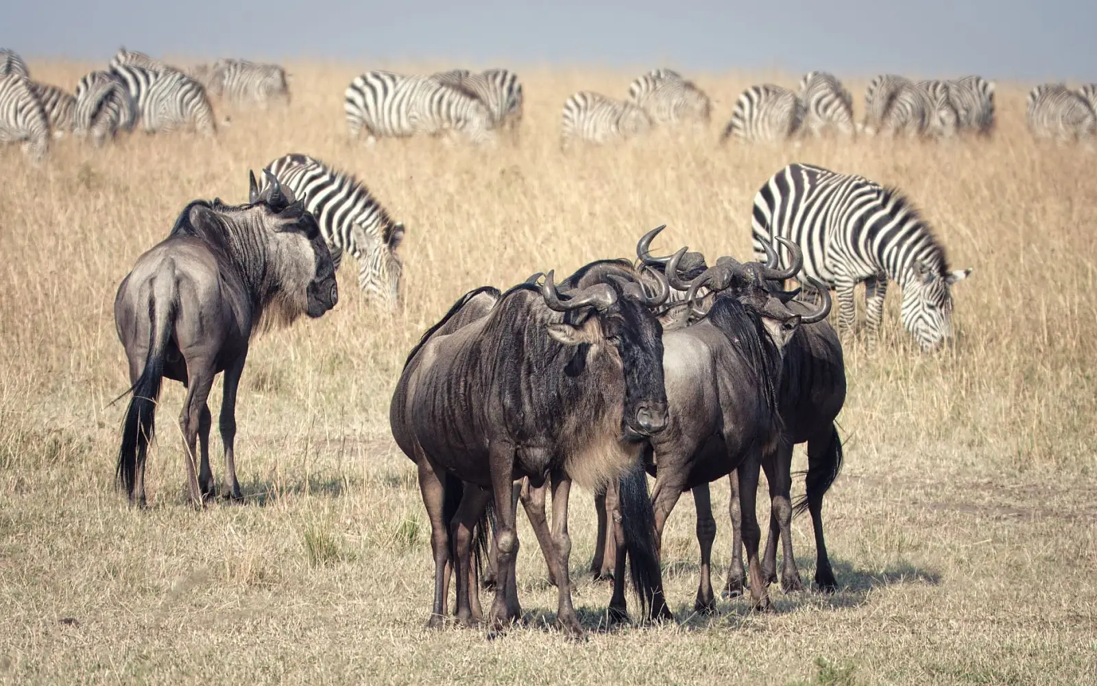 Mara North Conservancy, Greater Maasai Mara