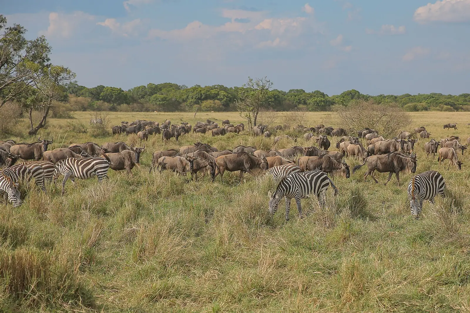 Mara North Conservancy, on the far bank of the Mara River, Greater Maasai Mara