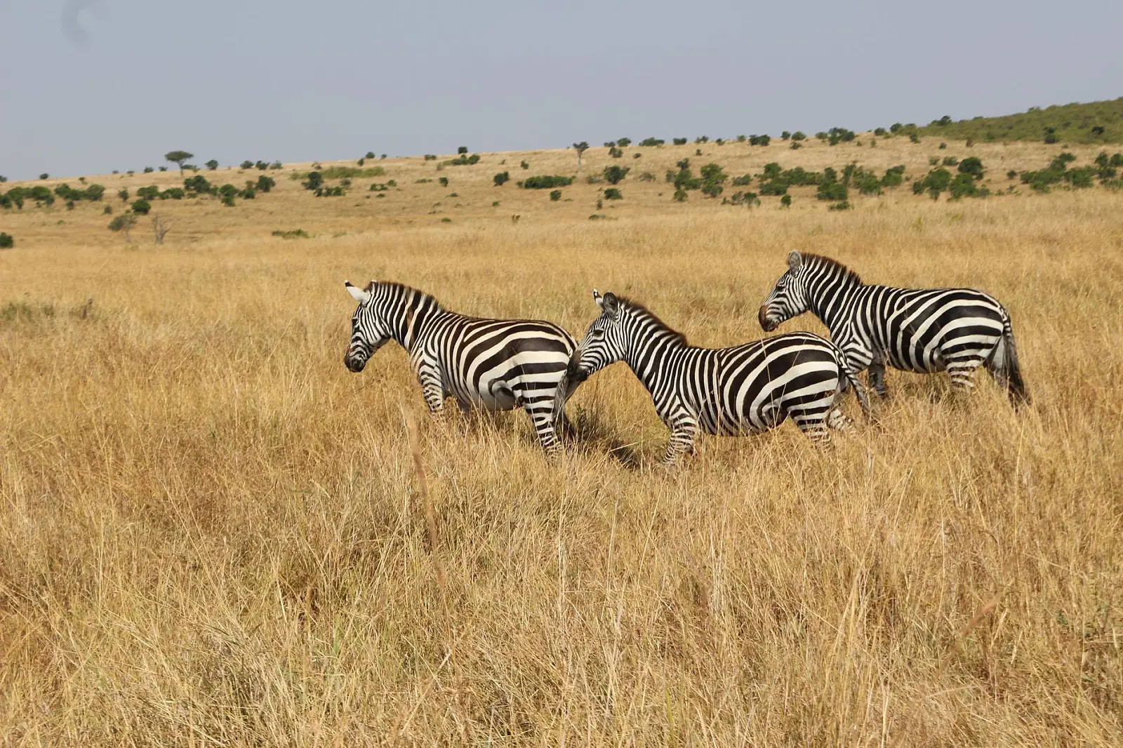 Mara Naboisho Conservancy, in Saddle Valley, Greater Maasai Mara