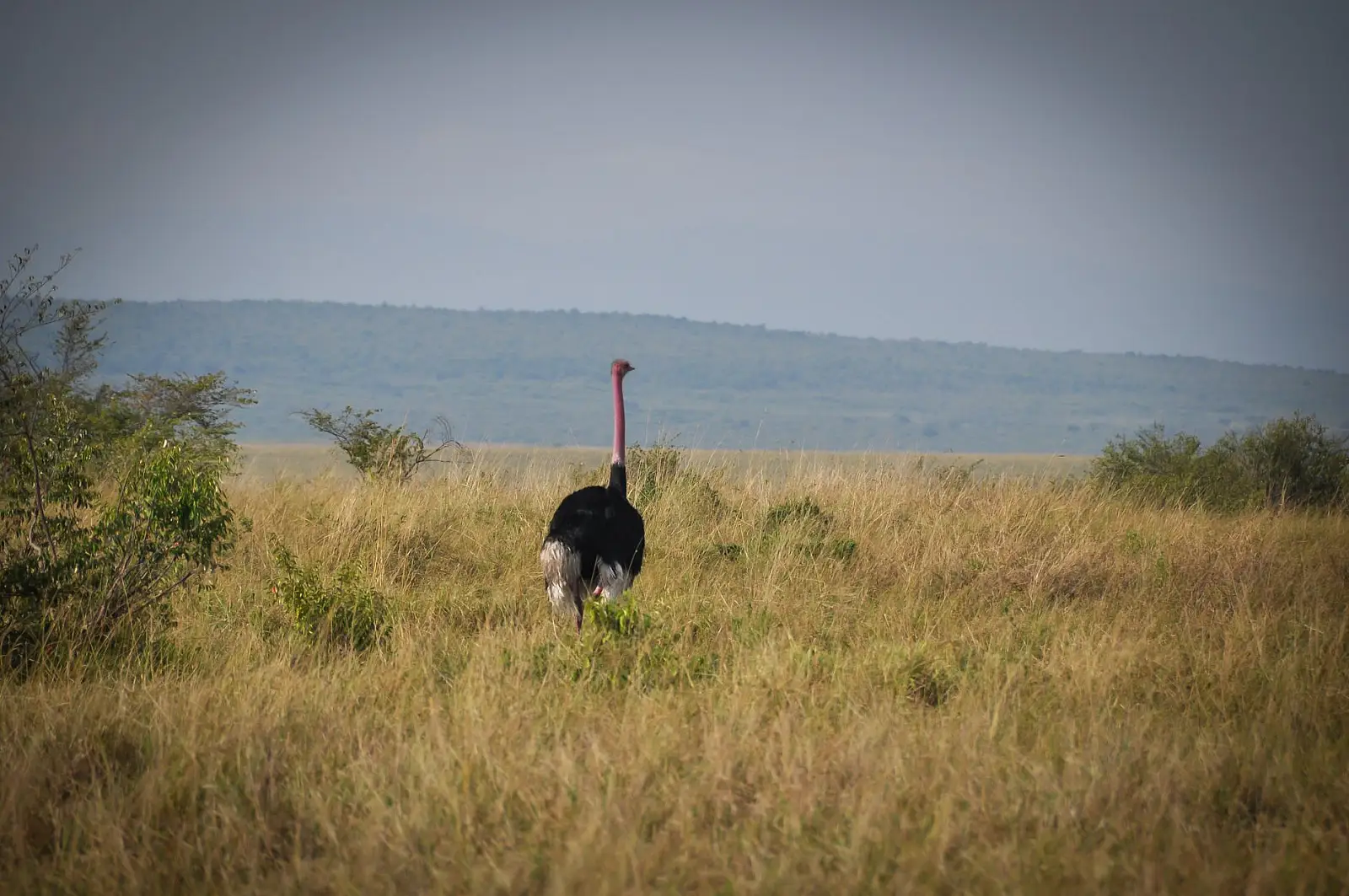 Mara Naboisho Conservancy, Greater Maasai Mara, Narok County