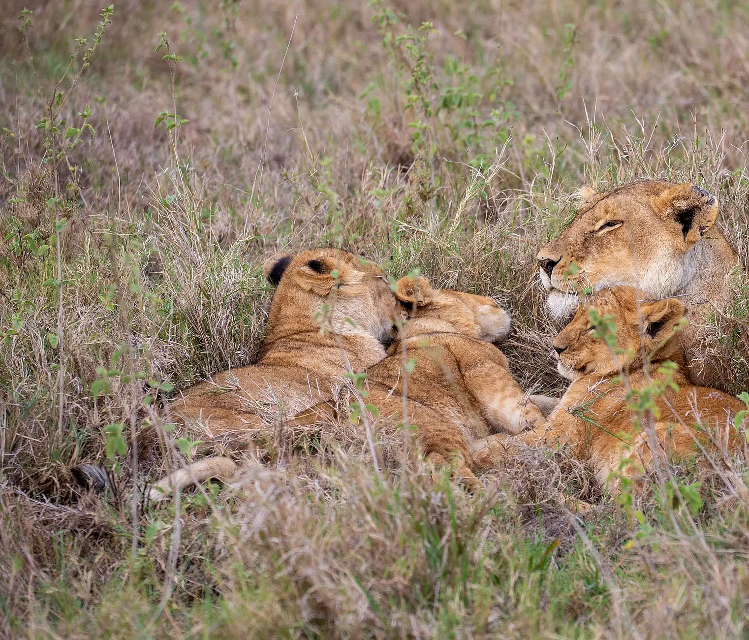 Olare Motorogi Conservancy, on the Ntiakitiak River, Greater Maasai Mara