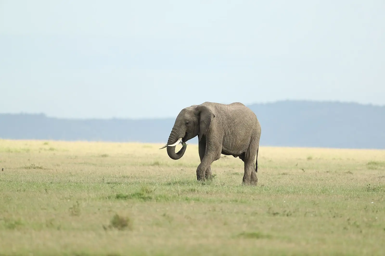 Mara North Conservancy, at Hippo Bend Lagoon, Greater Maasai Mara