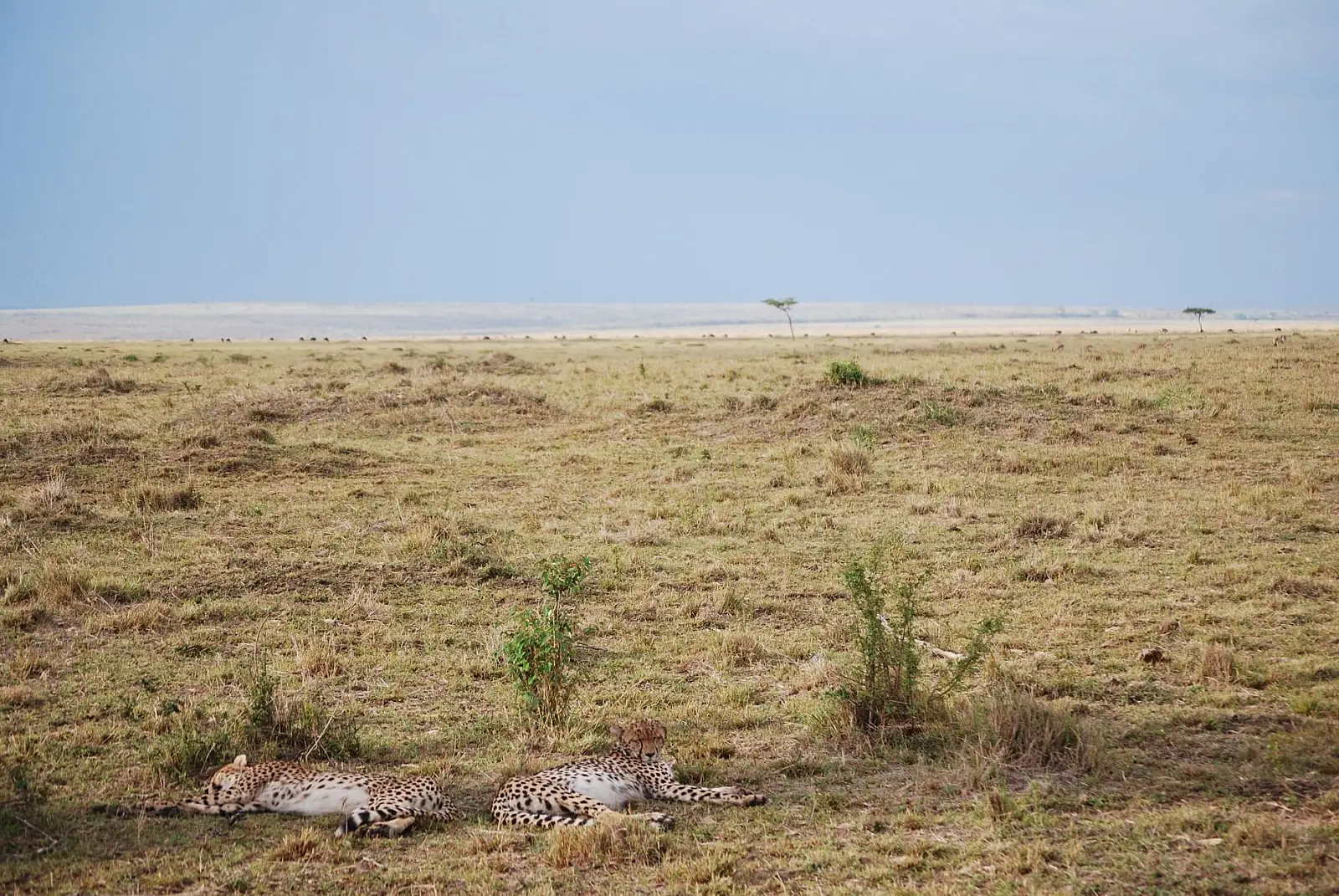 Mara Naboisho Conservancy, Greater Maasai Mara