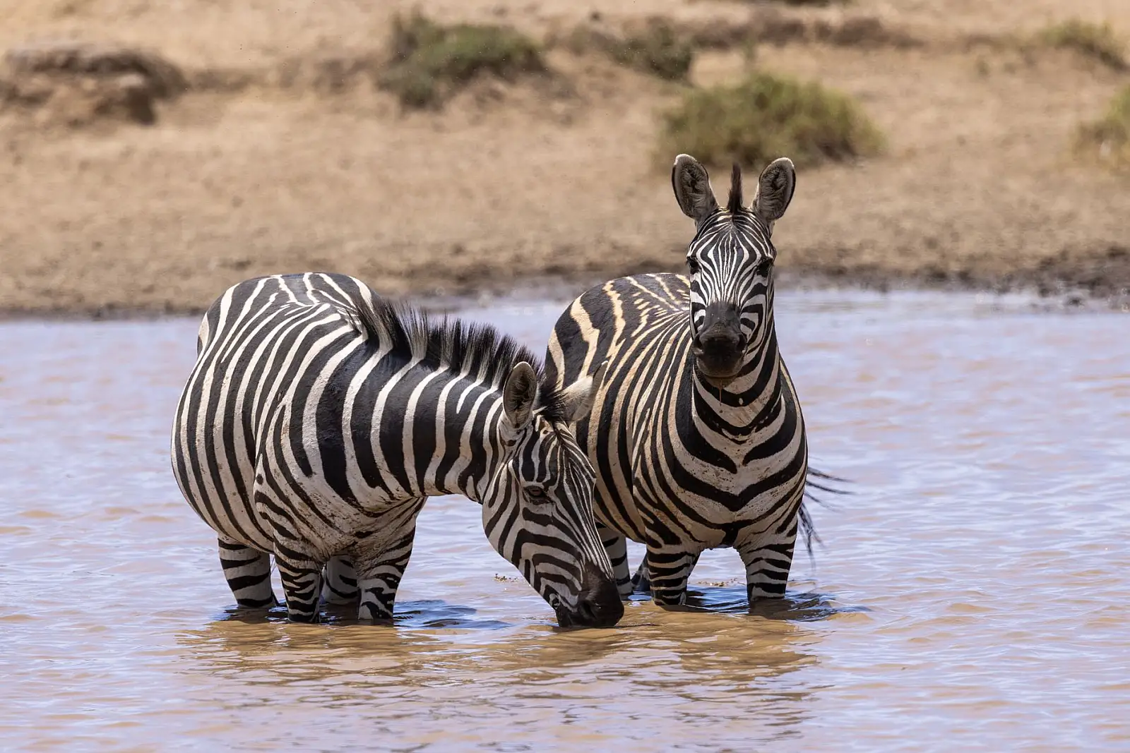 Mara Naboisho Conservancy, Greater Maasai Mara