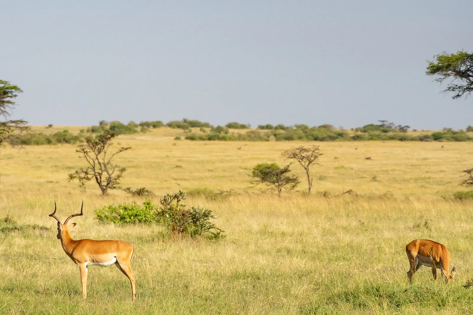 Mara Naboisho Conservancy, Greater Maasai Mara, Narok County