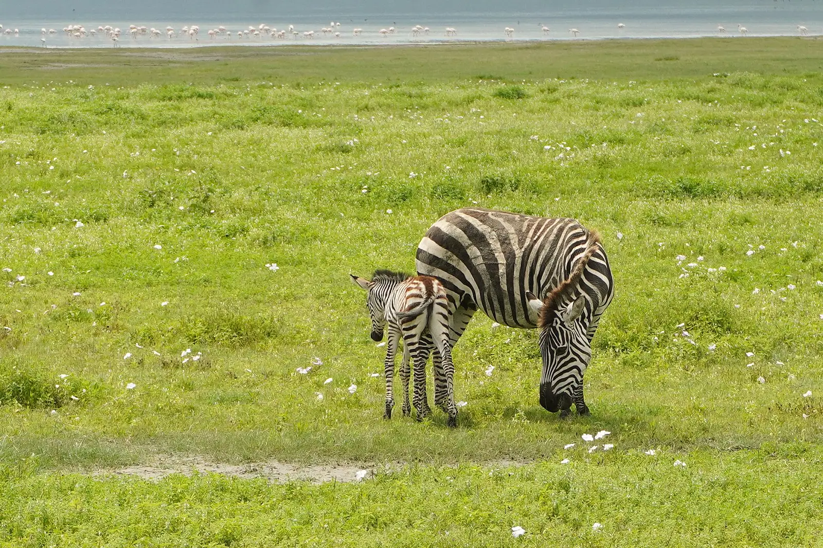 Karatu, on a coffee estate adjoining the Ngorongoro Conservation Area