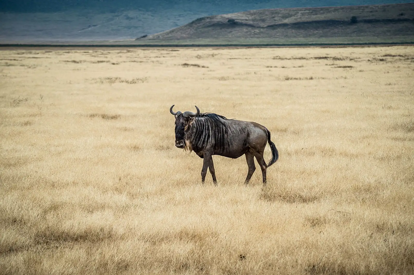Ngorongoro Conservation Area, on the forested slopes of Olmoti Crater