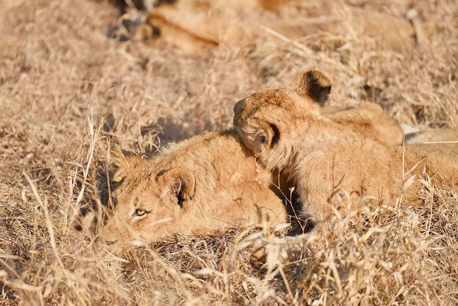 Ntswi Island, Gunn's concession (NG27B), opposite southern Chief's Island, Okavango Delta