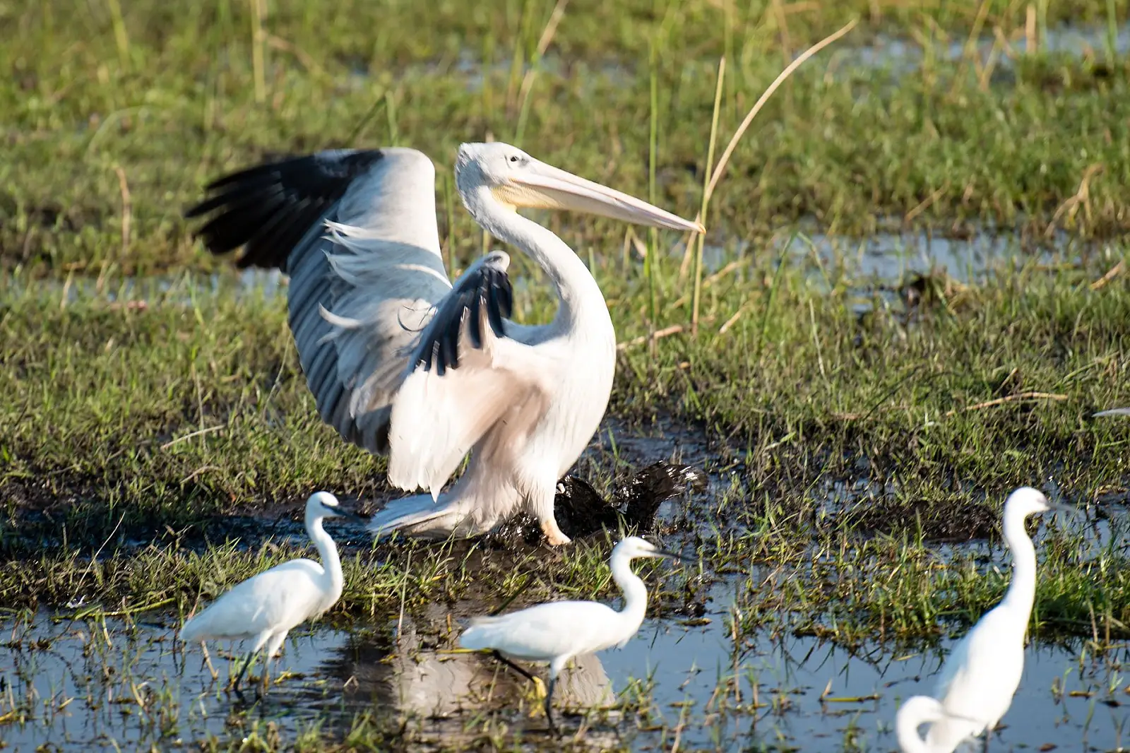 Maunachira River, Xakanaxa area, Moremi Game Reserve, Okavango Delta