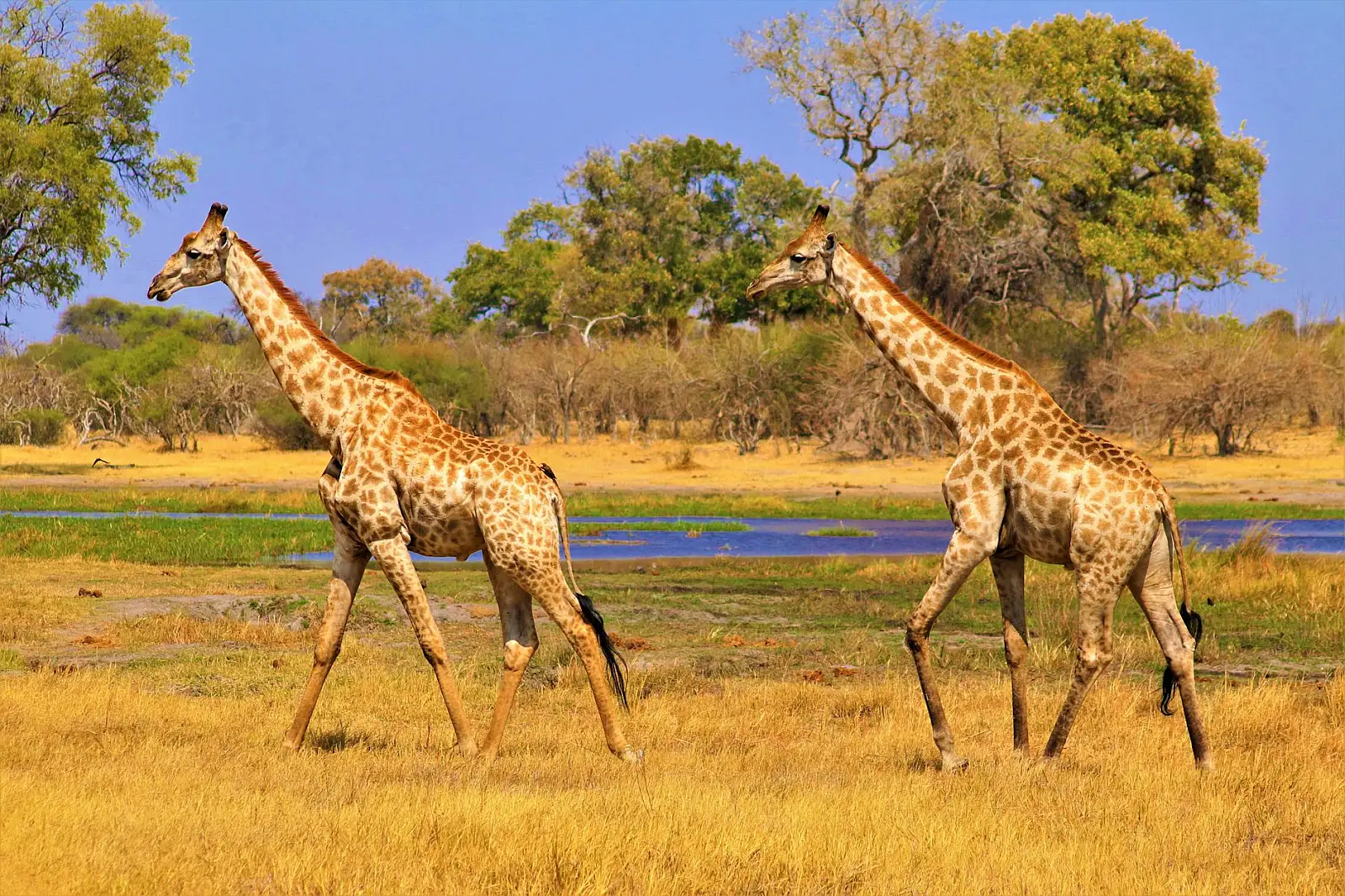 Vumbura concession, far northern Okavango Delta, bordering Moremi Game Reserve