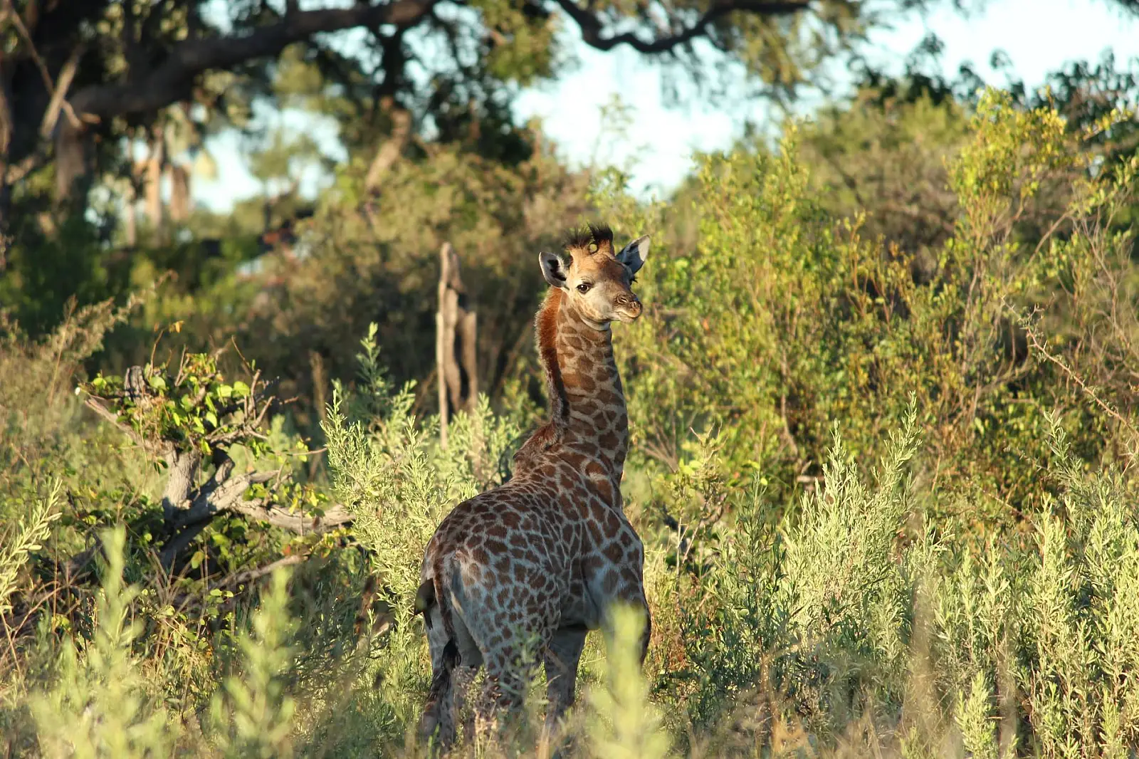 Shinde concession, northern Okavango Delta