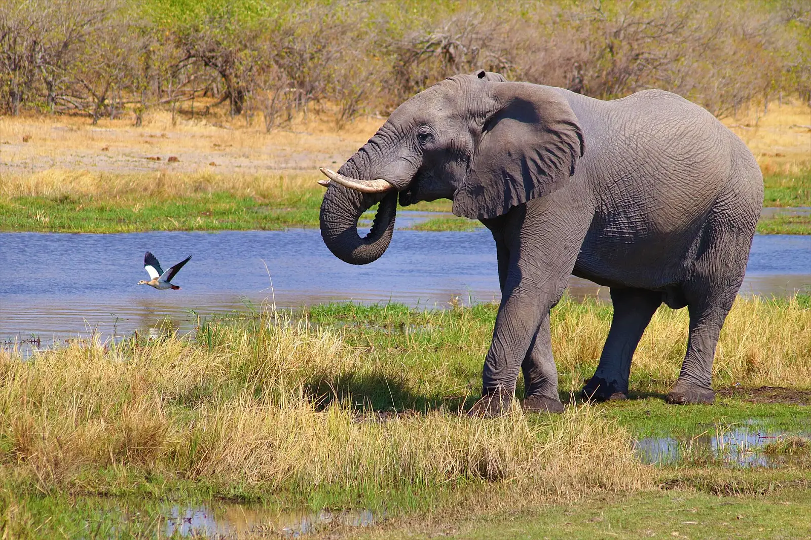 Nxaragha Island, permanent-water Okavango Delta
