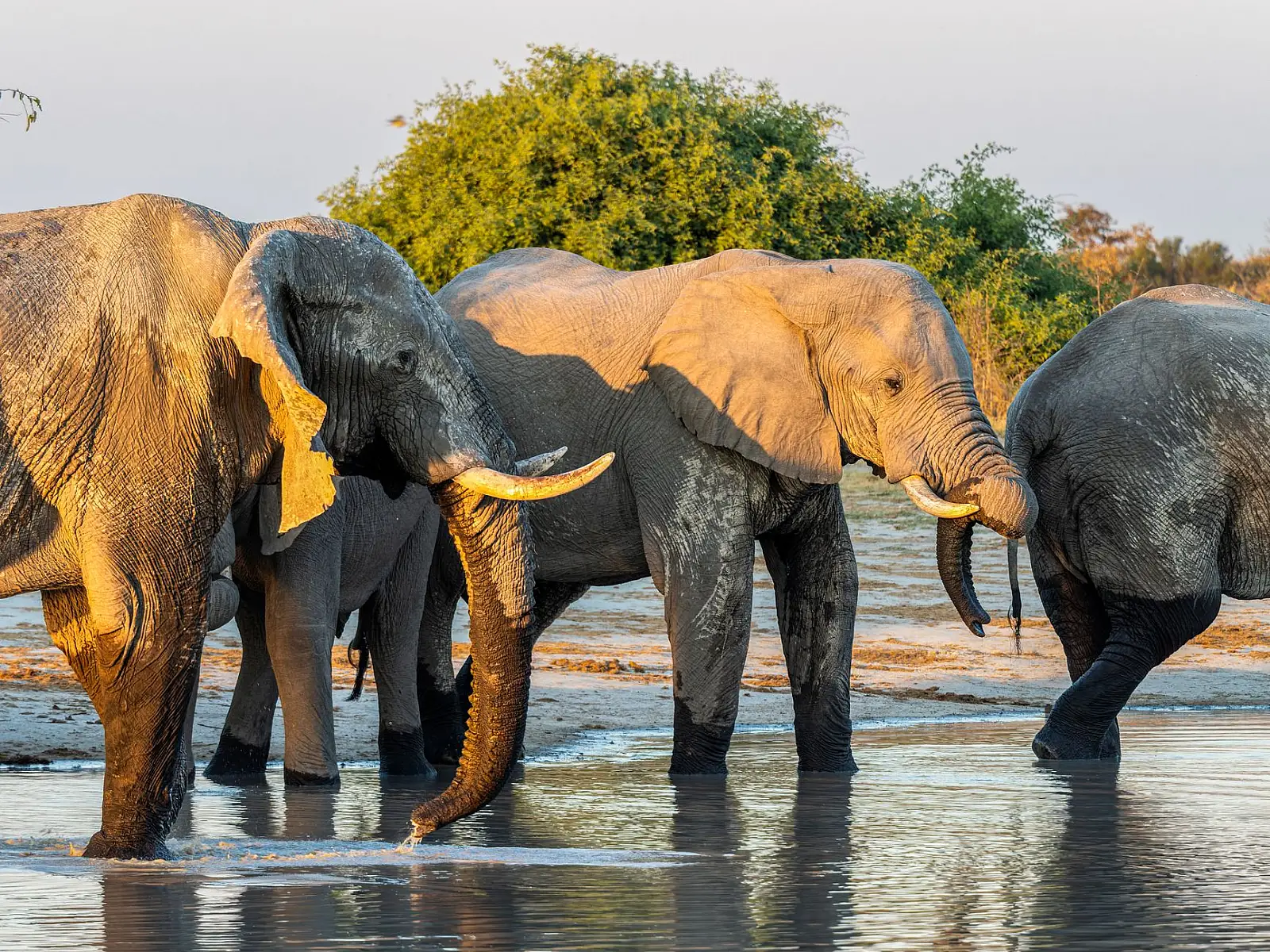 Xugana Lagoon, permanent-water northern Okavango Delta