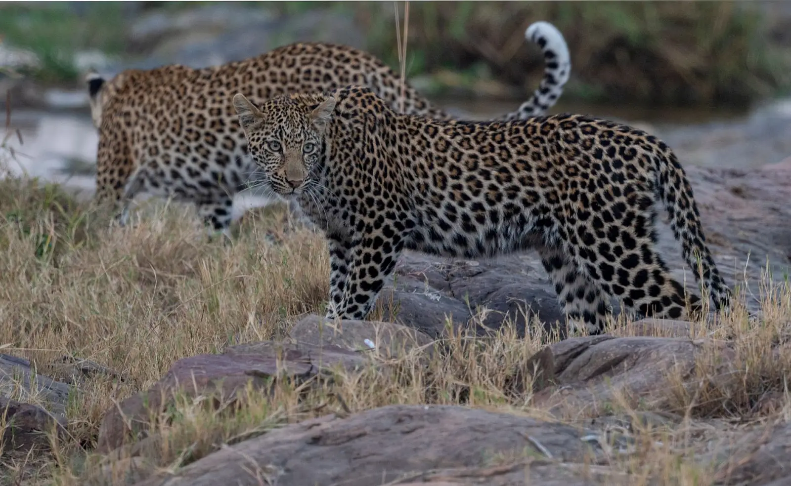 Sabi Sand Game Reserve, on the Sand River, unfenced border with Kruger