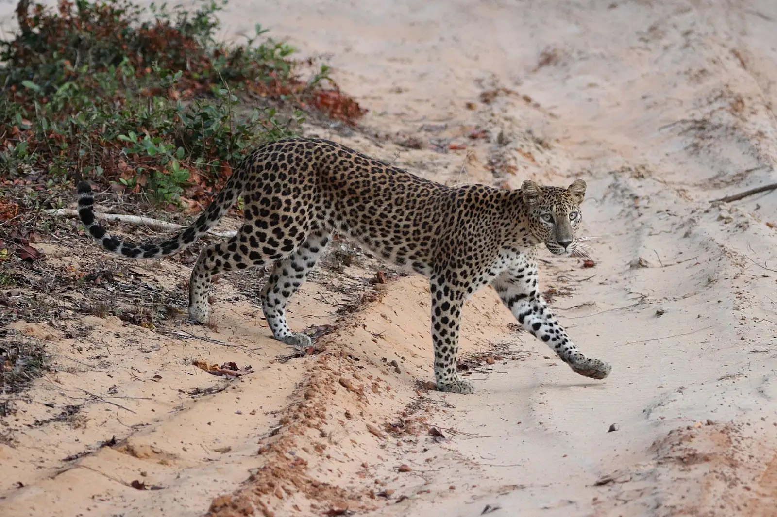 Manyeleti Private Game Reserve, unfenced Greater Kruger bushveld