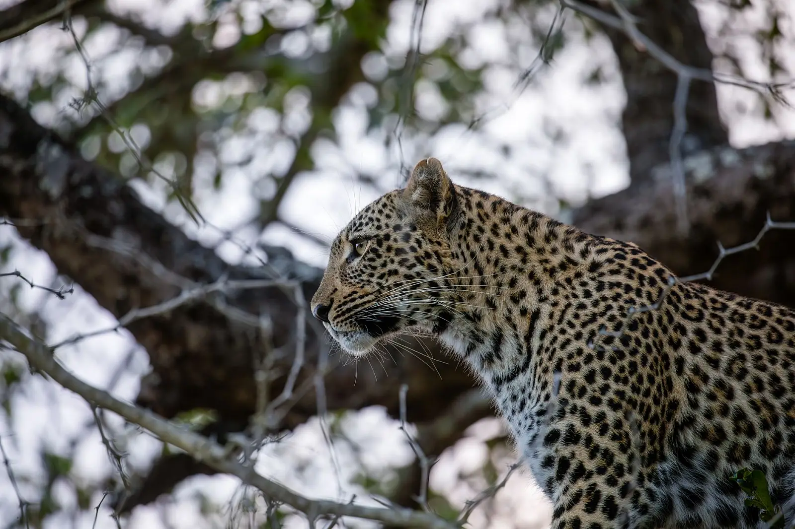 Timbavati Private Nature Reserve, unfenced Greater Kruger bushveld