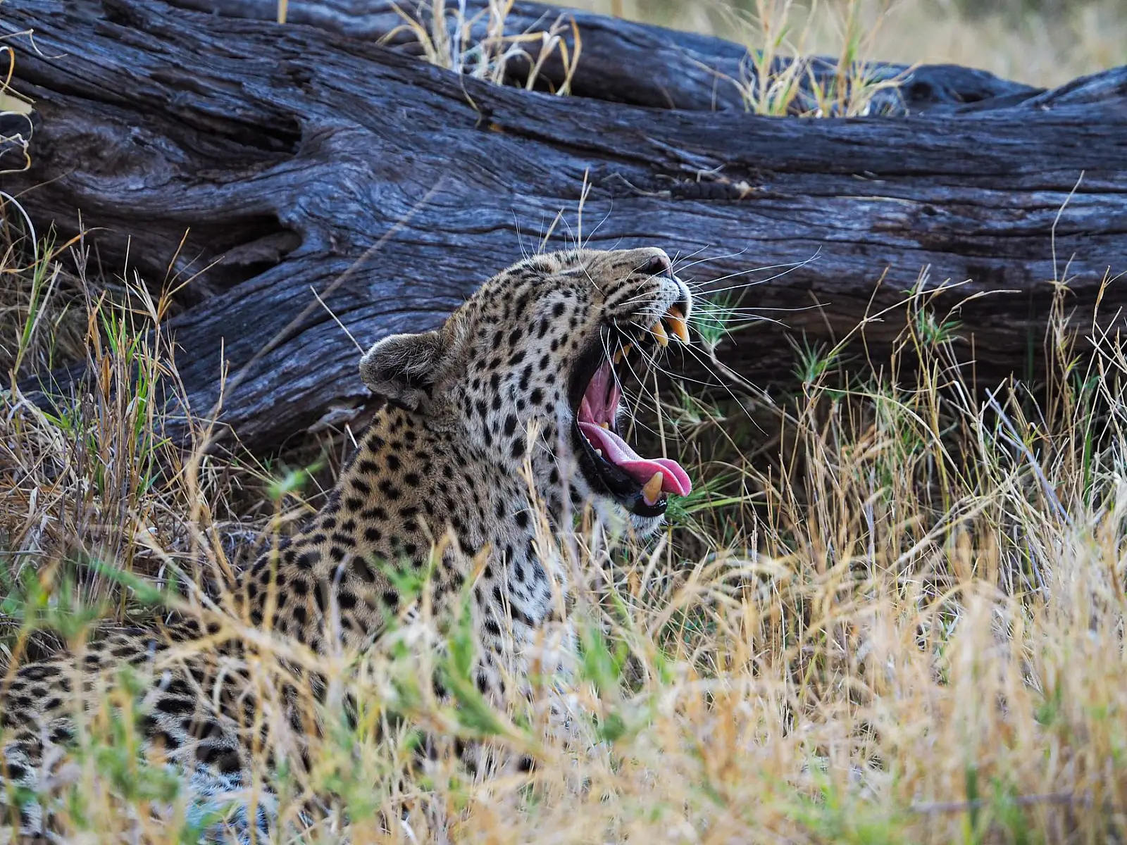 Klaserie Private Nature Reserve, near Hoedspruit, unfenced Greater Kruger bushveld