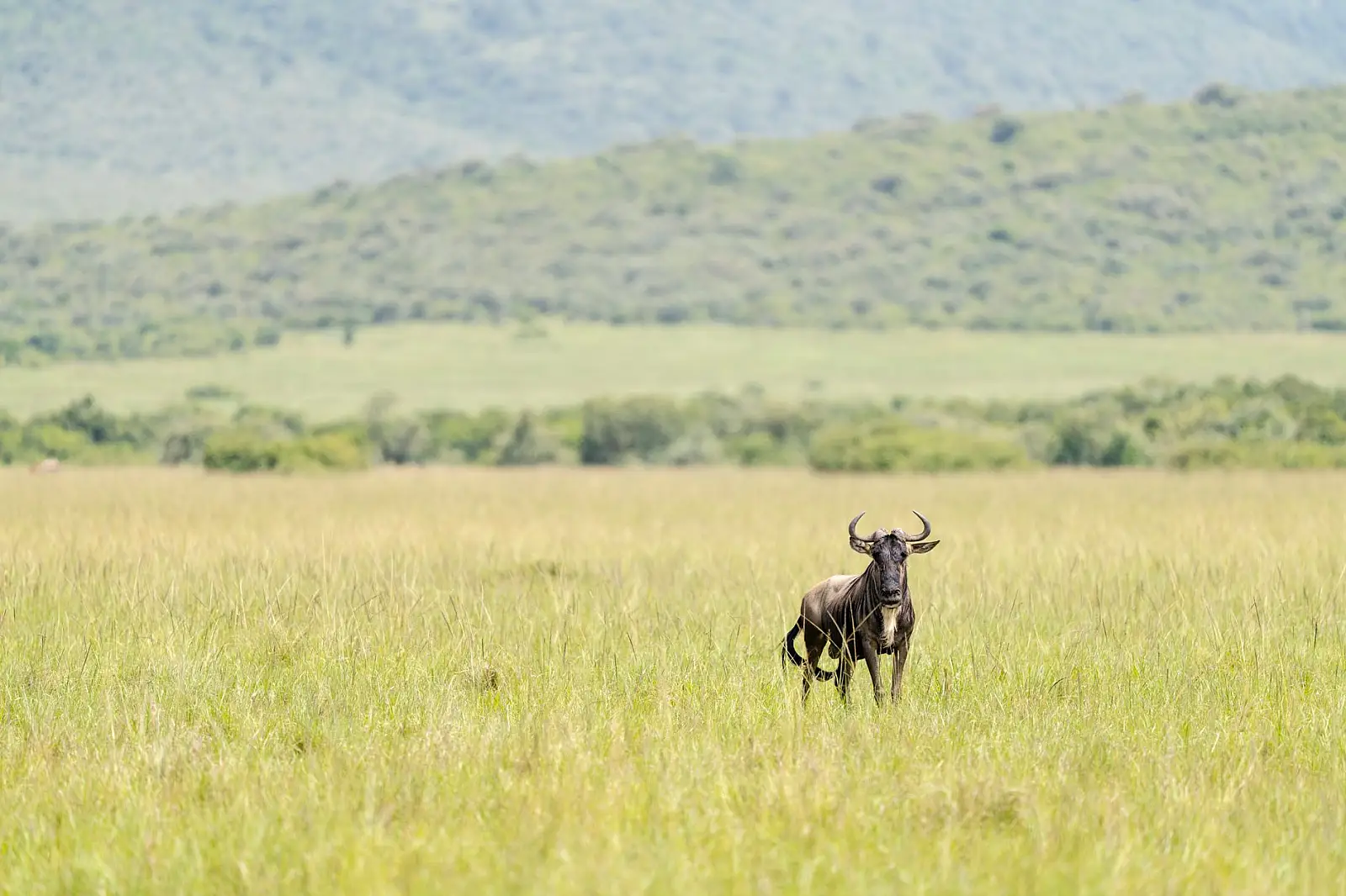 Singita Grumeti Reserve, on the open plains, western Serengeti ecosystem