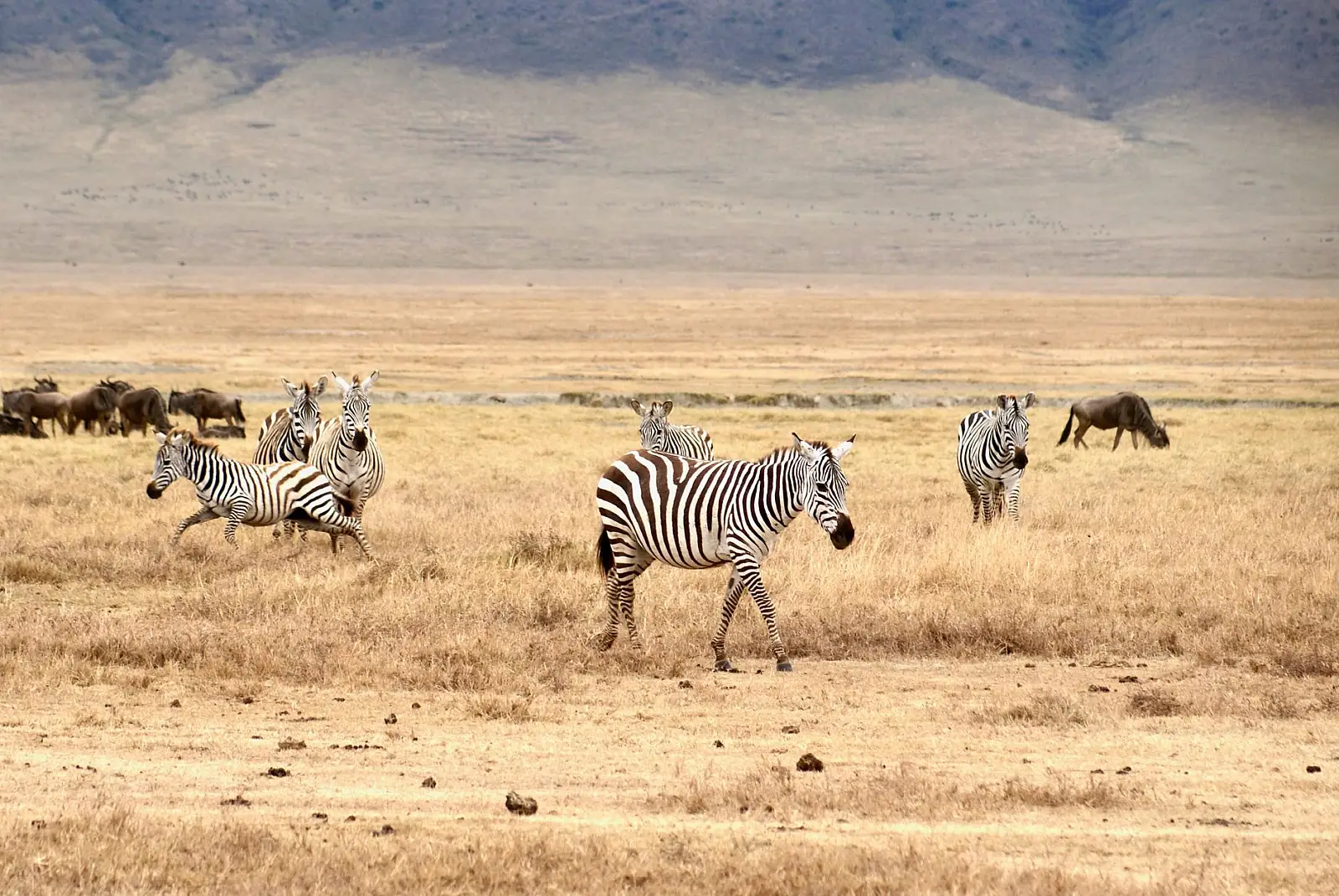 Central Serengeti, below the Nyaruswiga Hills near the Seronera River, Serengeti National Park