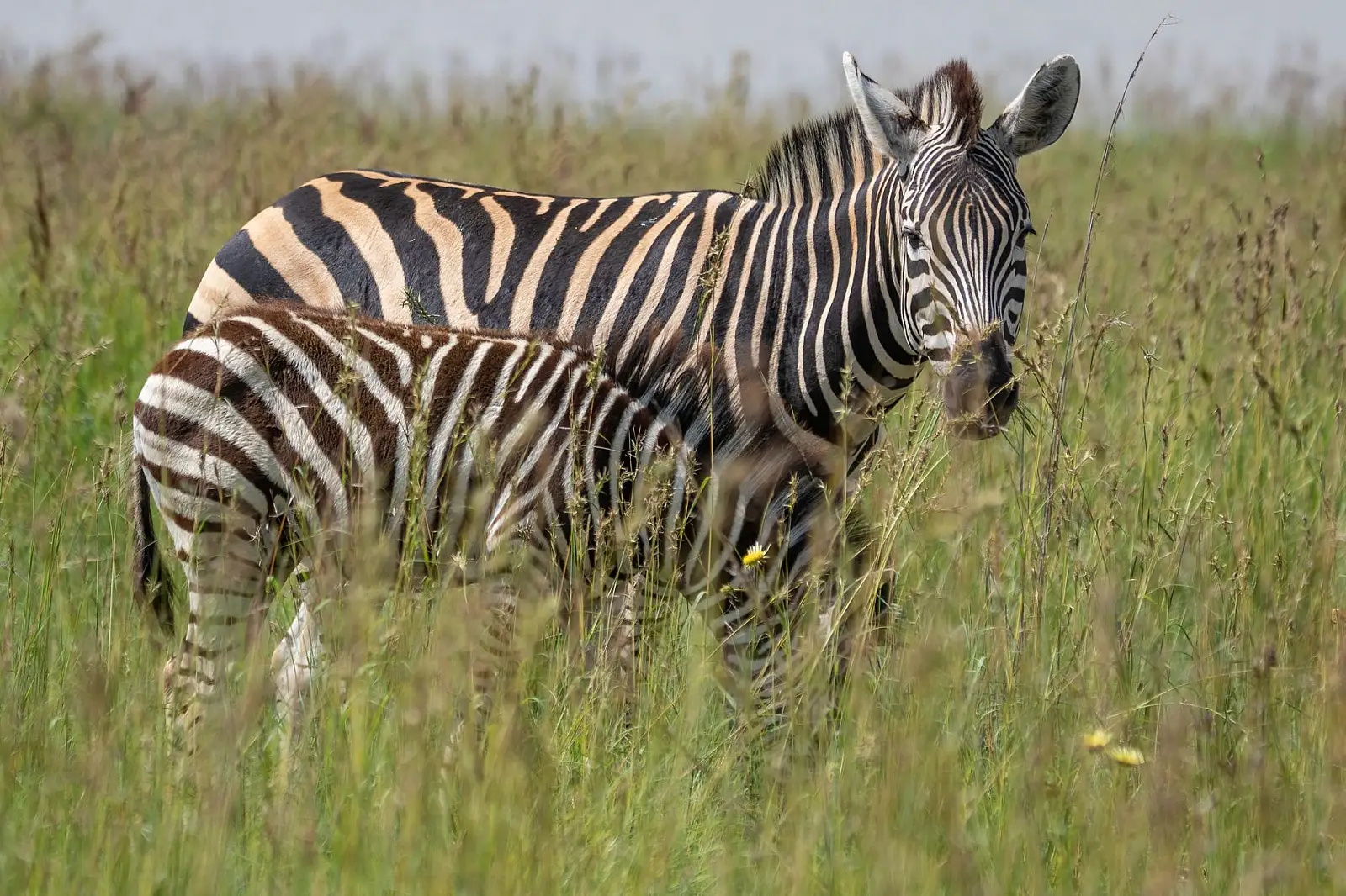 Private concession on the north-eastern edge of Serengeti National Park, on the Kuka Hills above the Grumeti River valley