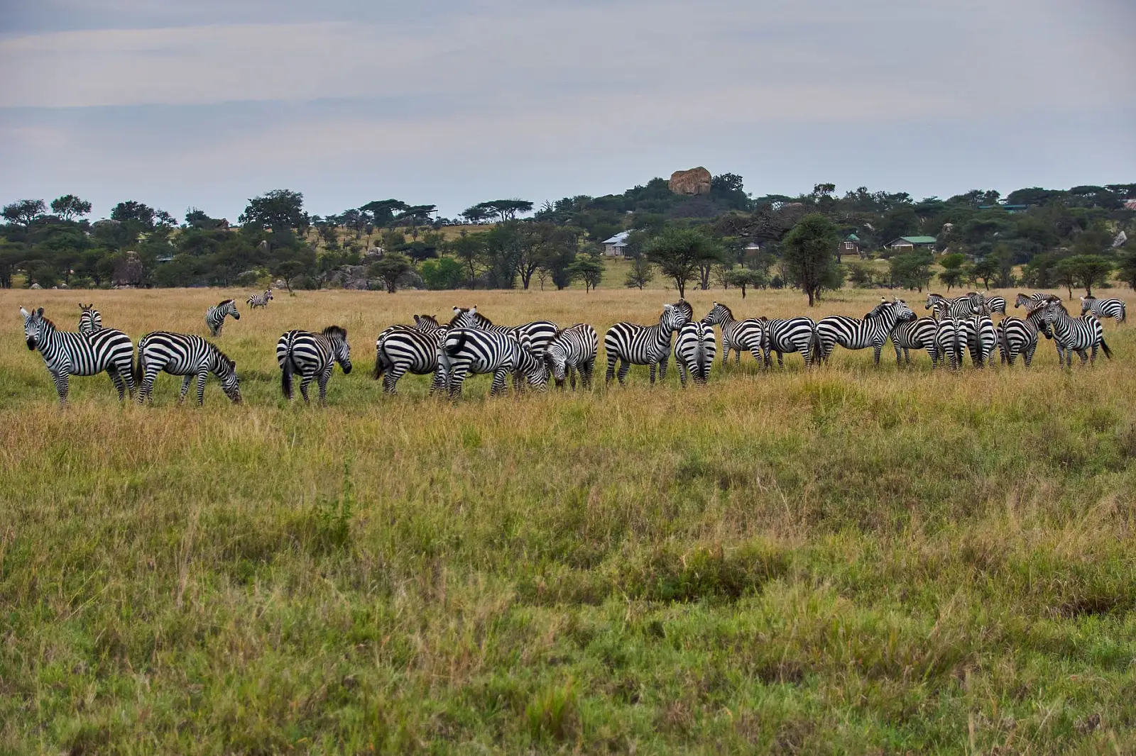 Northern Serengeti, in the Serengeti–Mara area roughly 24 km from the Mara River