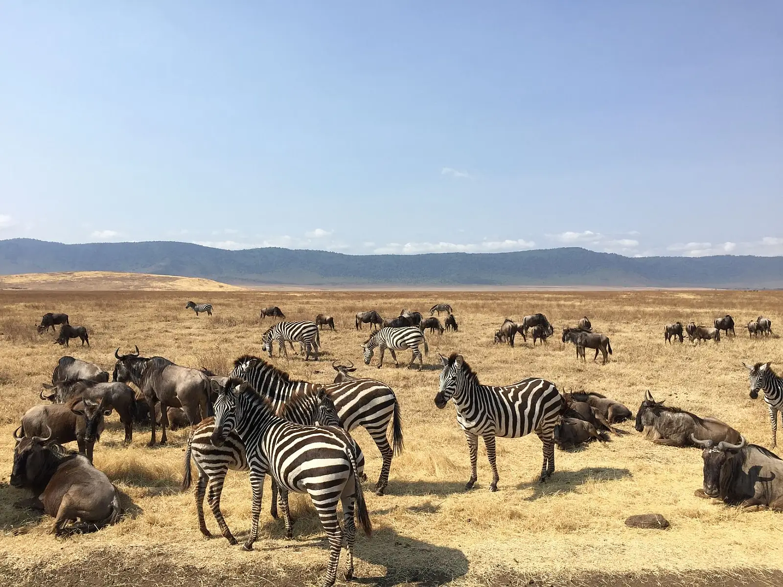 Moves between the Kogatende area in the northern Serengeti and the Kusini area in the southern Serengeti