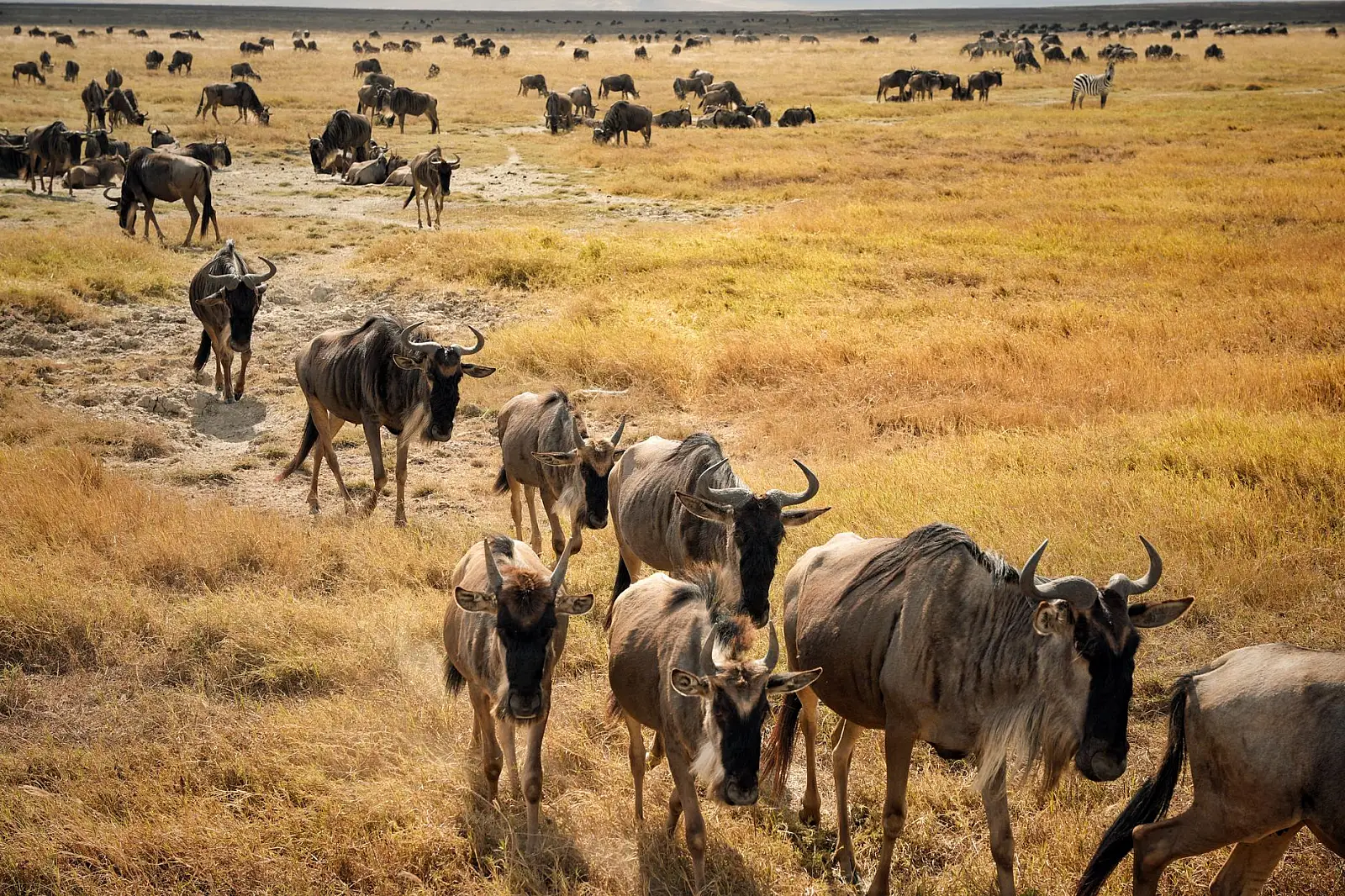 Seronera Valley, central Serengeti National Park