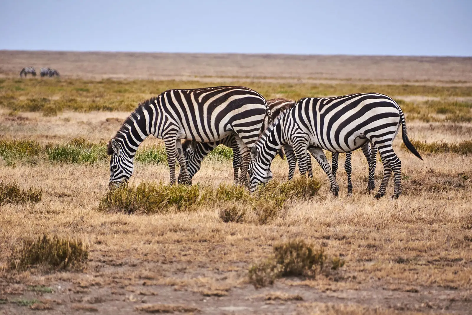 Mwiba Wildlife Reserve, a private concession on the south-eastern edge of the Serengeti ecosystem near Ndutu