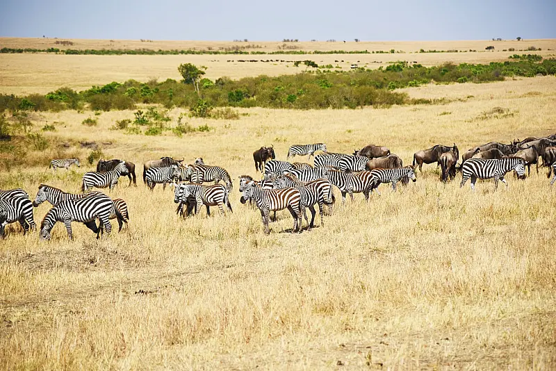 Siringit Serengeti Camp