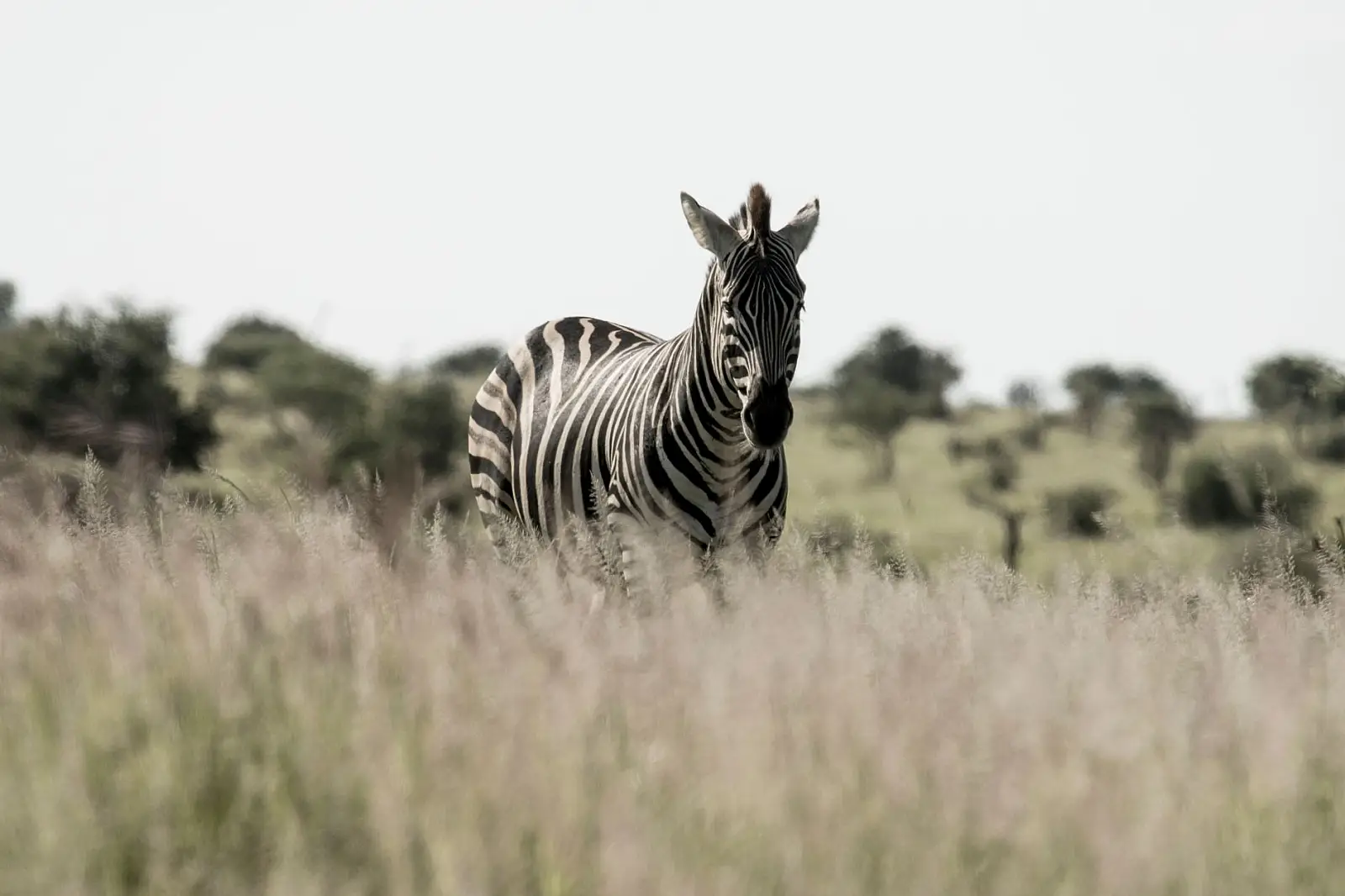 Private concession on a ridge east of the northern Serengeti, near the Lobo area; the operator names the Poleleti Game Reserve
