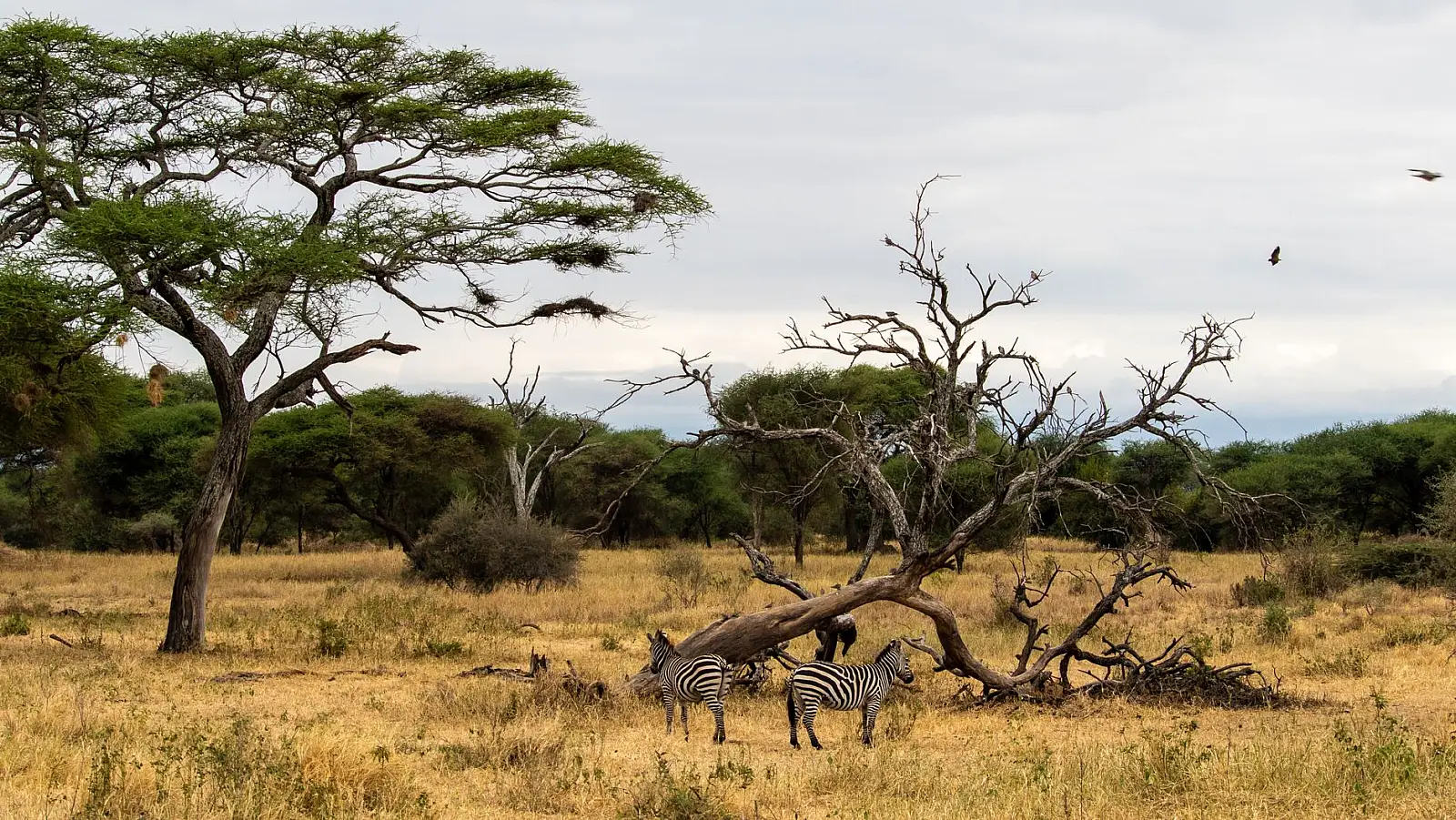Northern Serengeti, Kogakuria Kopjes above the Mara River valley, Serengeti National Park