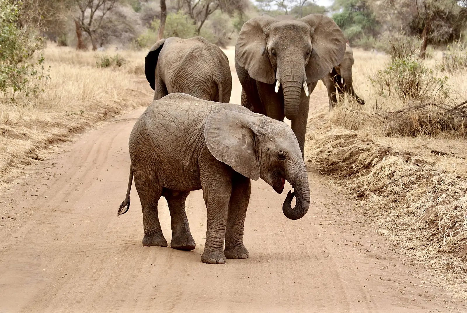 Private concession on the north-eastern boundary of Tarangire National Park