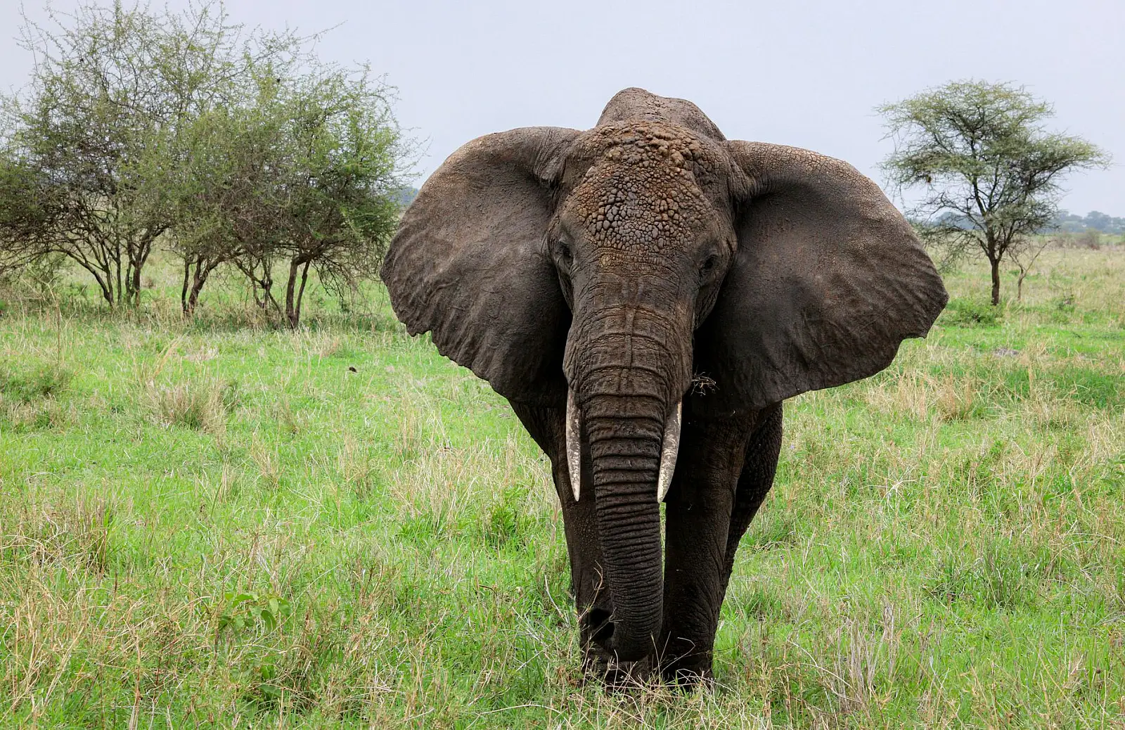 Burunge Wildlife Management Area, a private concession between Lake Manyara and Tarangire national parks