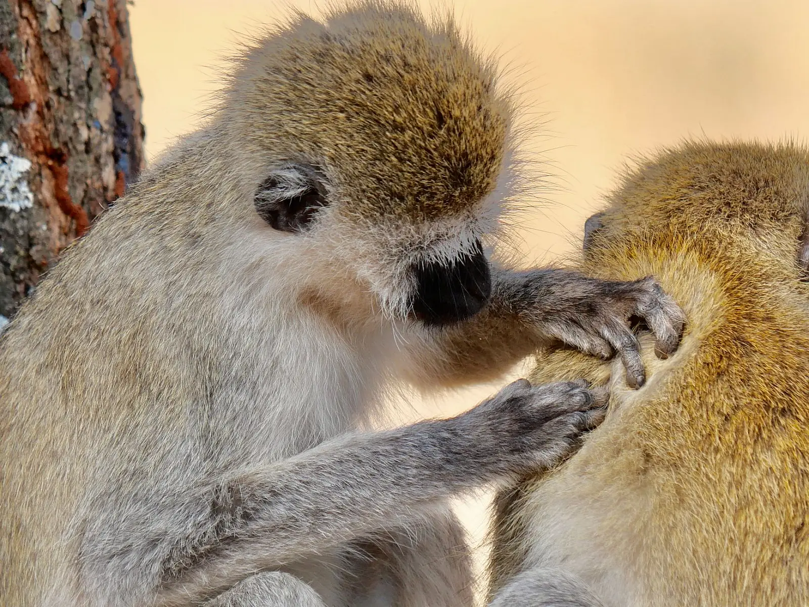 Tarangire National Park, in riverside bush near the Tarangire River and Kuro airstrip