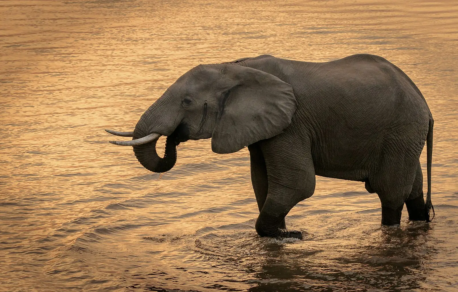 A bend of the Zambezi River in Mosi-oa-Tunya National Park, roughly 12km upstream of Victoria Falls, Livingstone, Zambia