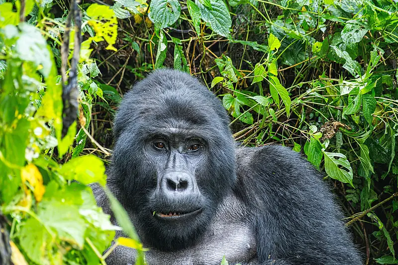 An intimate close-up of a mountain gorilla surrounded by lush green foliage in its natural habitat.