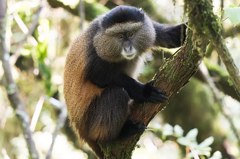 Golden monkey perched on a tree branch in its natural jungle environment, showcasing vibrant colors and unique features.