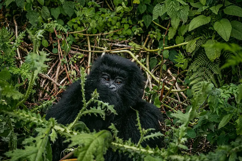 A captivating image of a mountain gorilla nestled in dense rainforest foliage, showcasing wildlife in its natural environment.