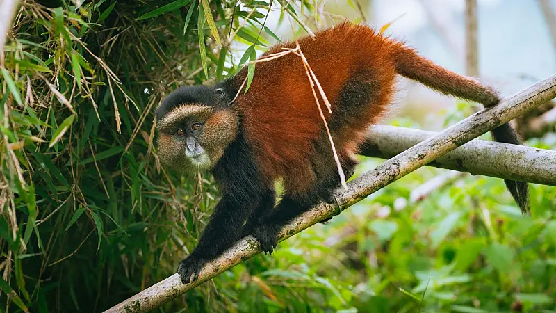 Close-up of a golden monkey perched on a branch amidst green foliage in the wild.