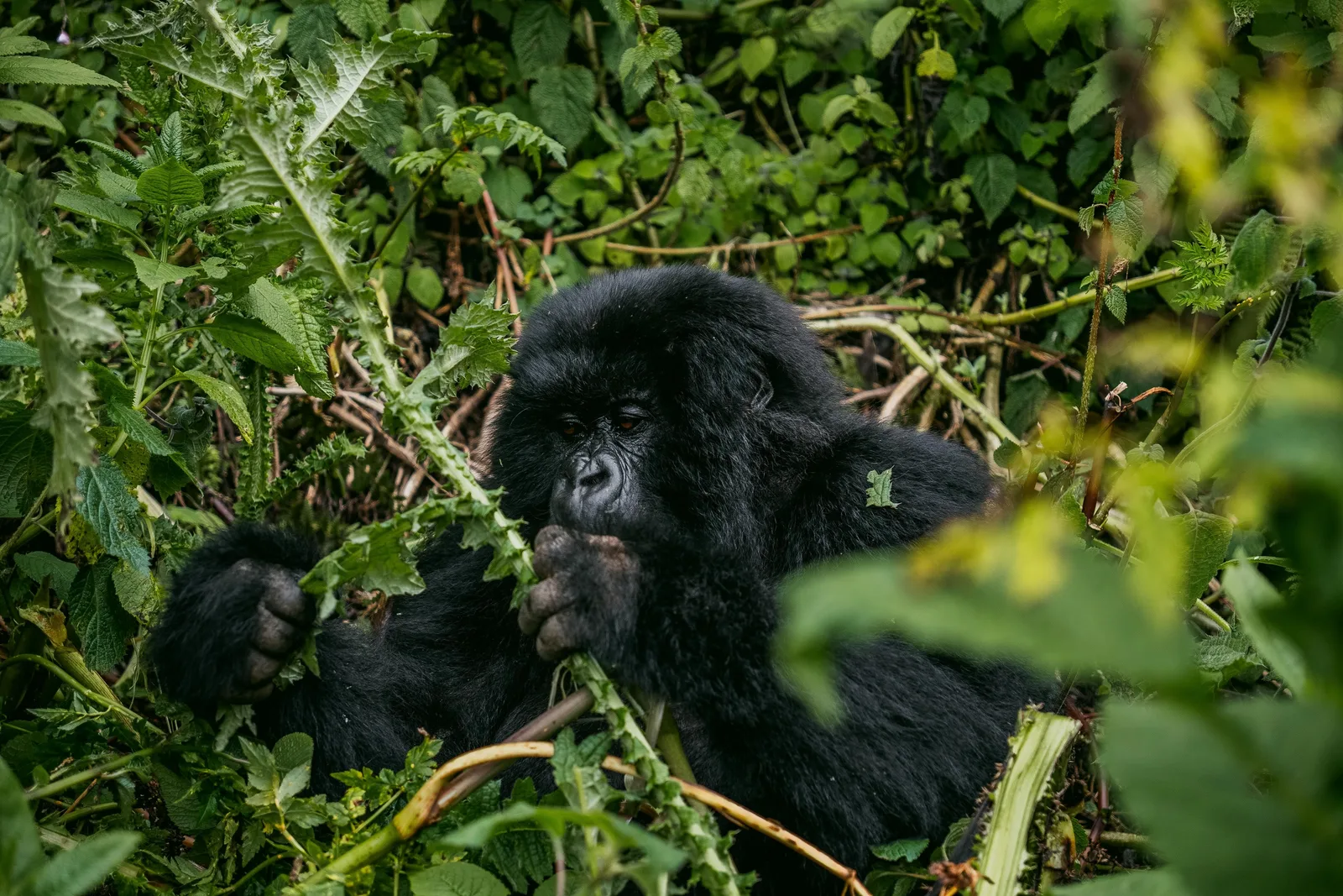 Rwanda Gorilla Trekking Permit Price 2026