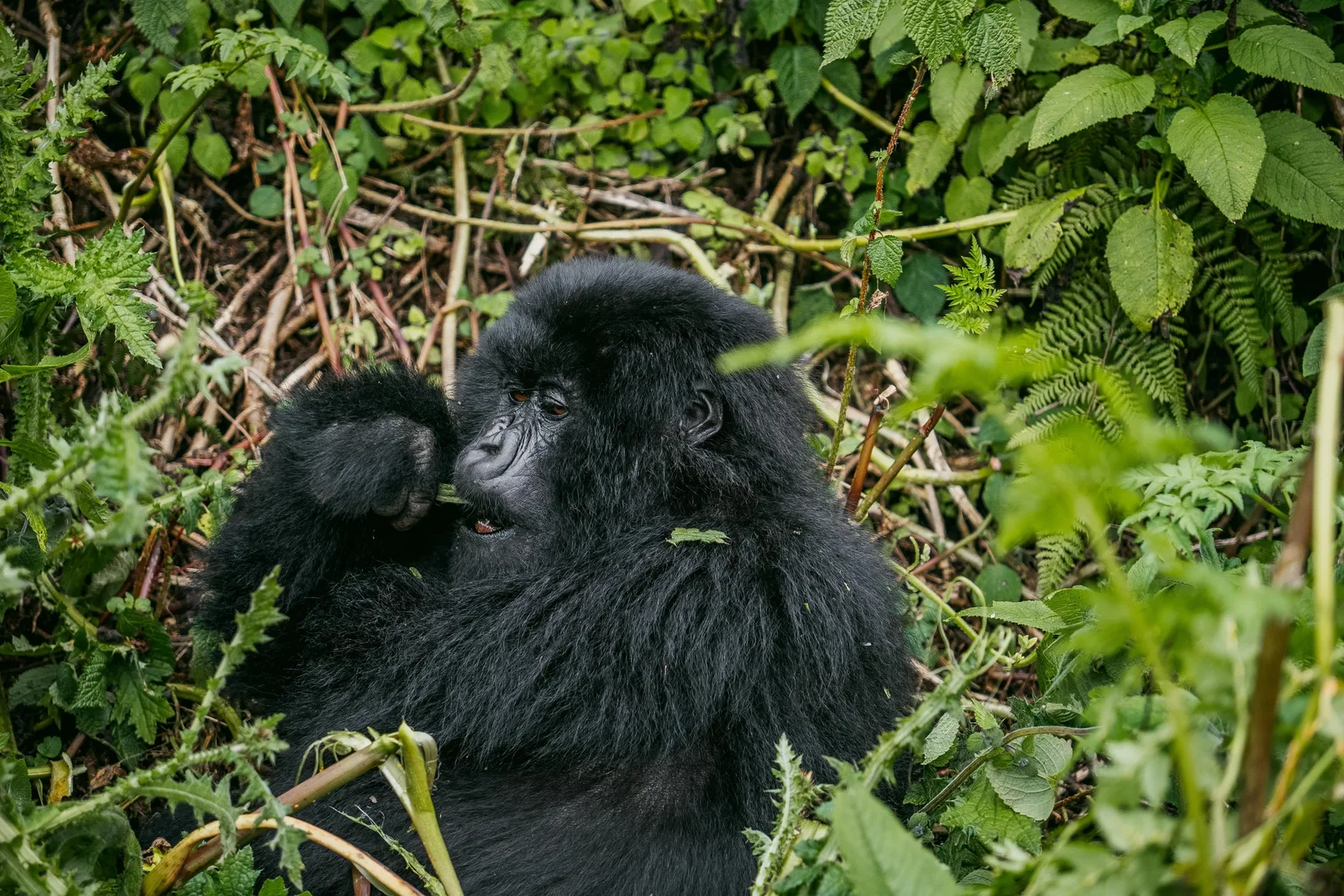 A mountain gorilla resting among dense green foliage.