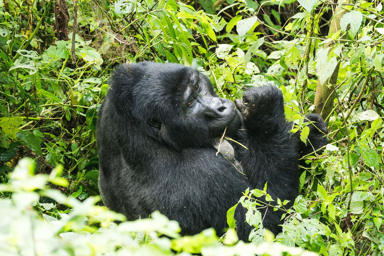 Ruanda vs Uganda per il trekking dei gorilla: quale scegliere?