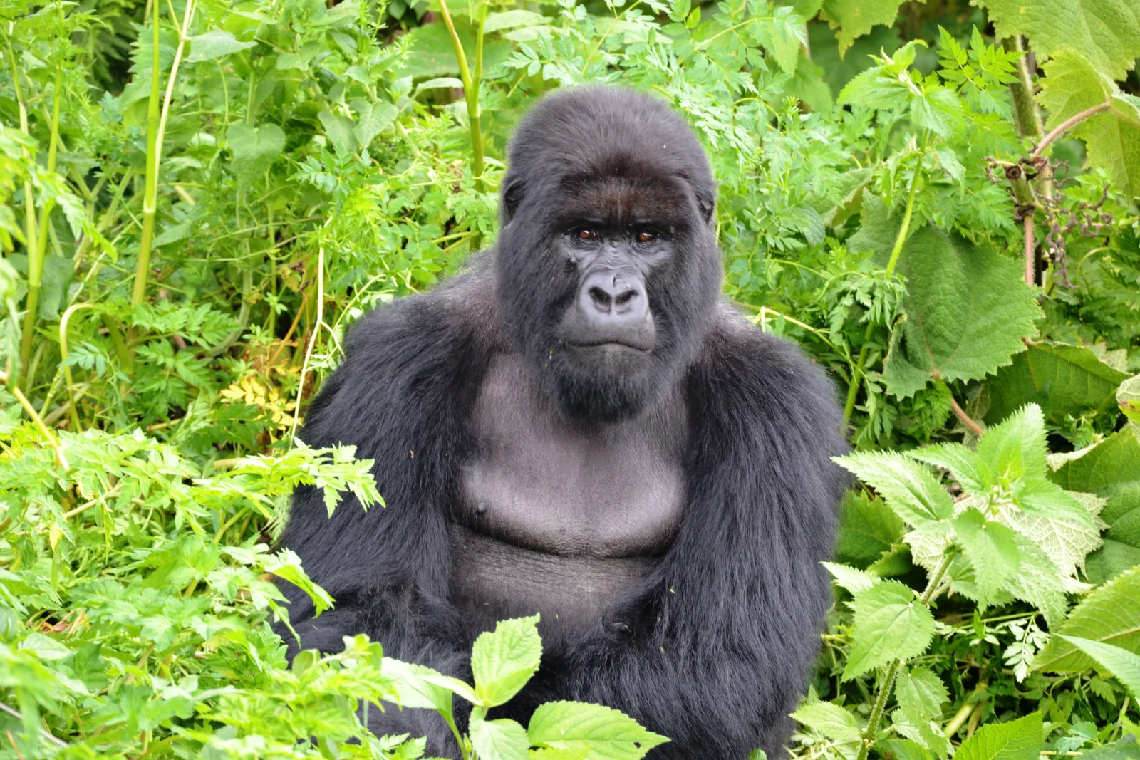 Ritratto di un gorilla di montagna tra il fogliame verde del Ruanda.