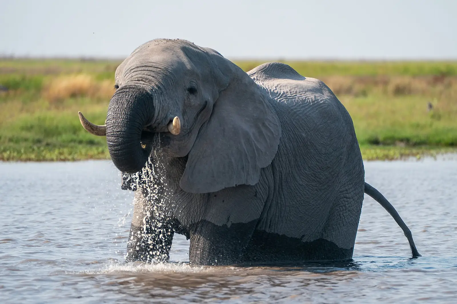 Khwai Private Reserve, northern Okavango Delta