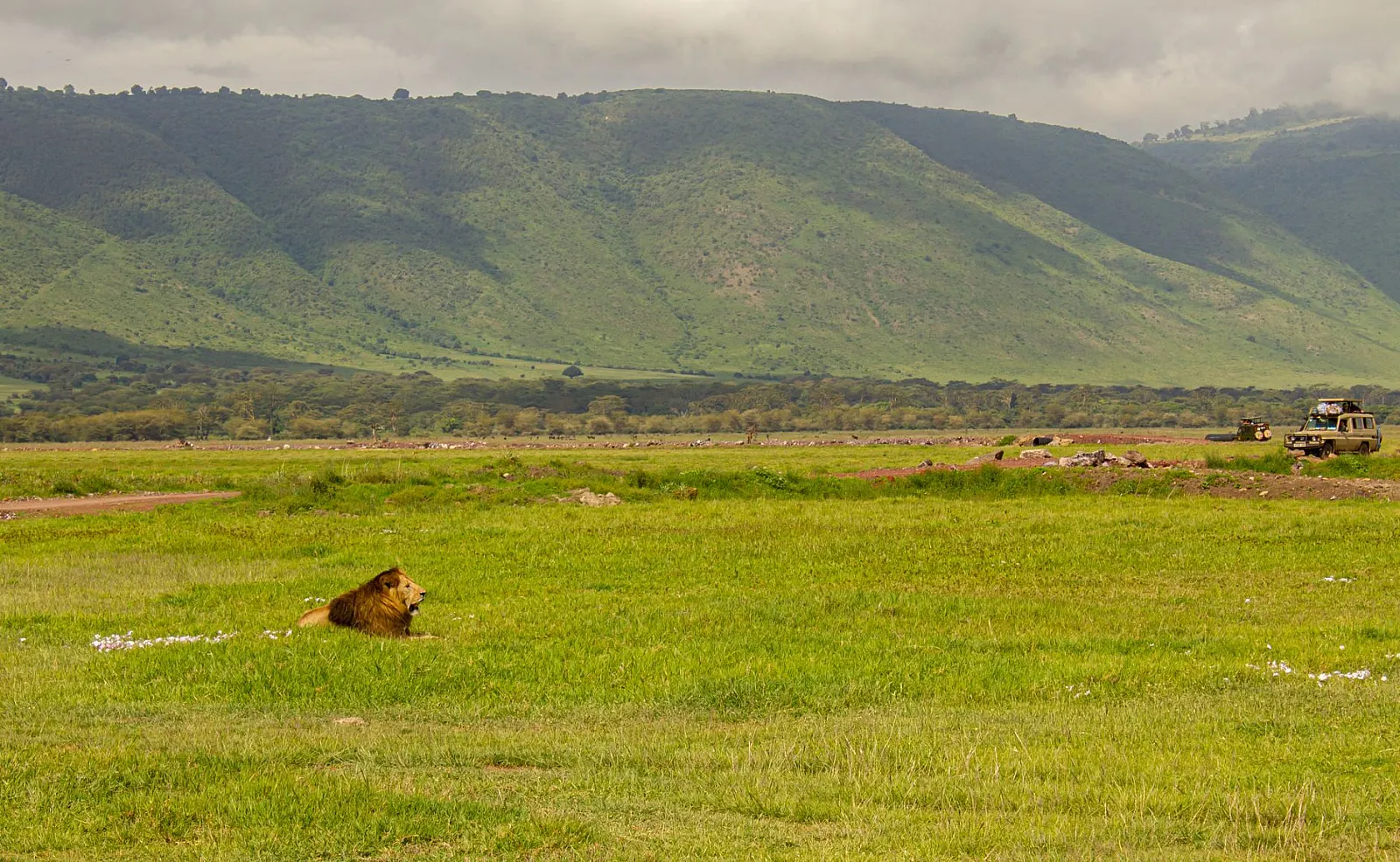 A majestic lion resting in the lush green plains of Ngorongoro Crater, Tanzania.