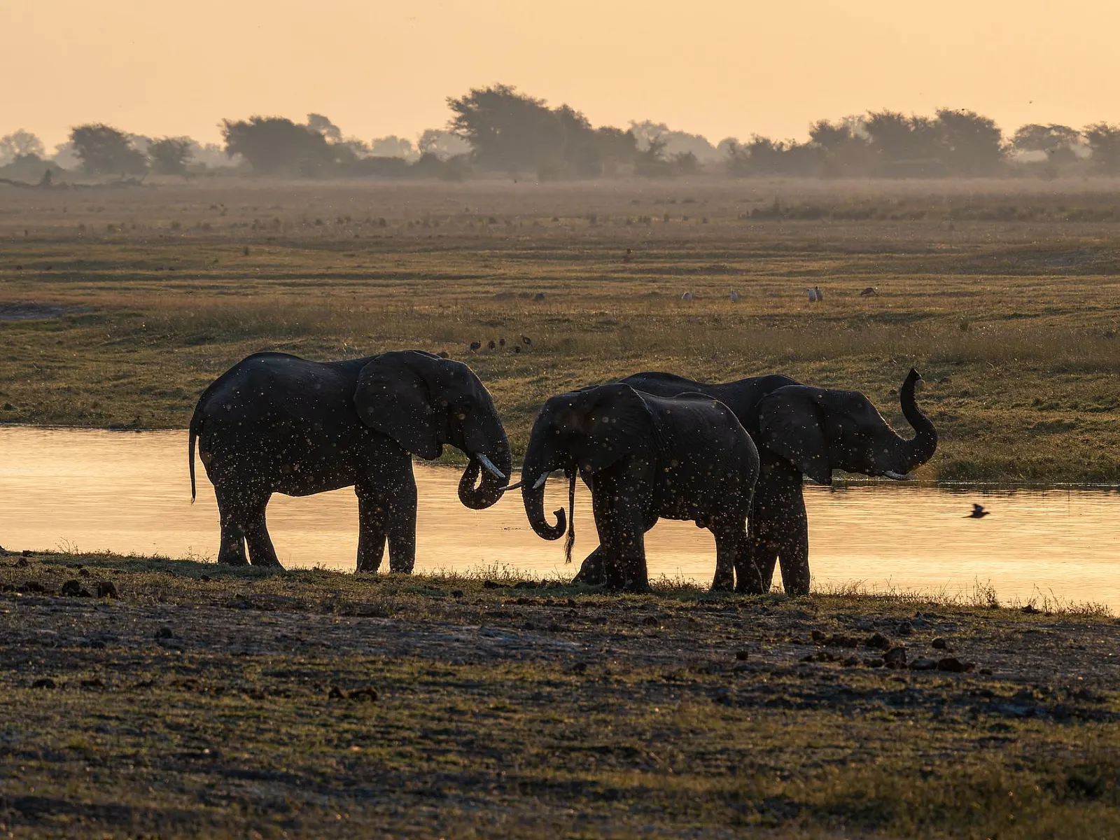 African savanna at golden hour