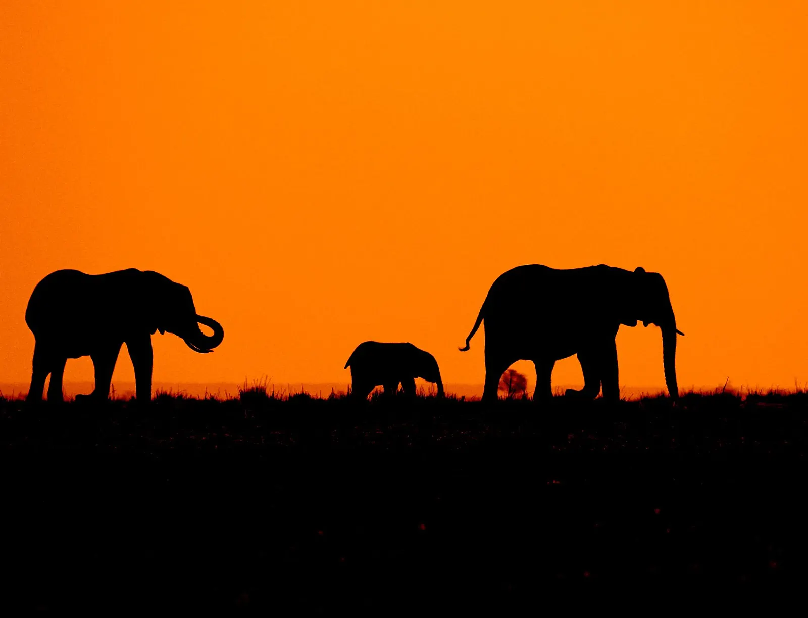 African savanna at golden hour