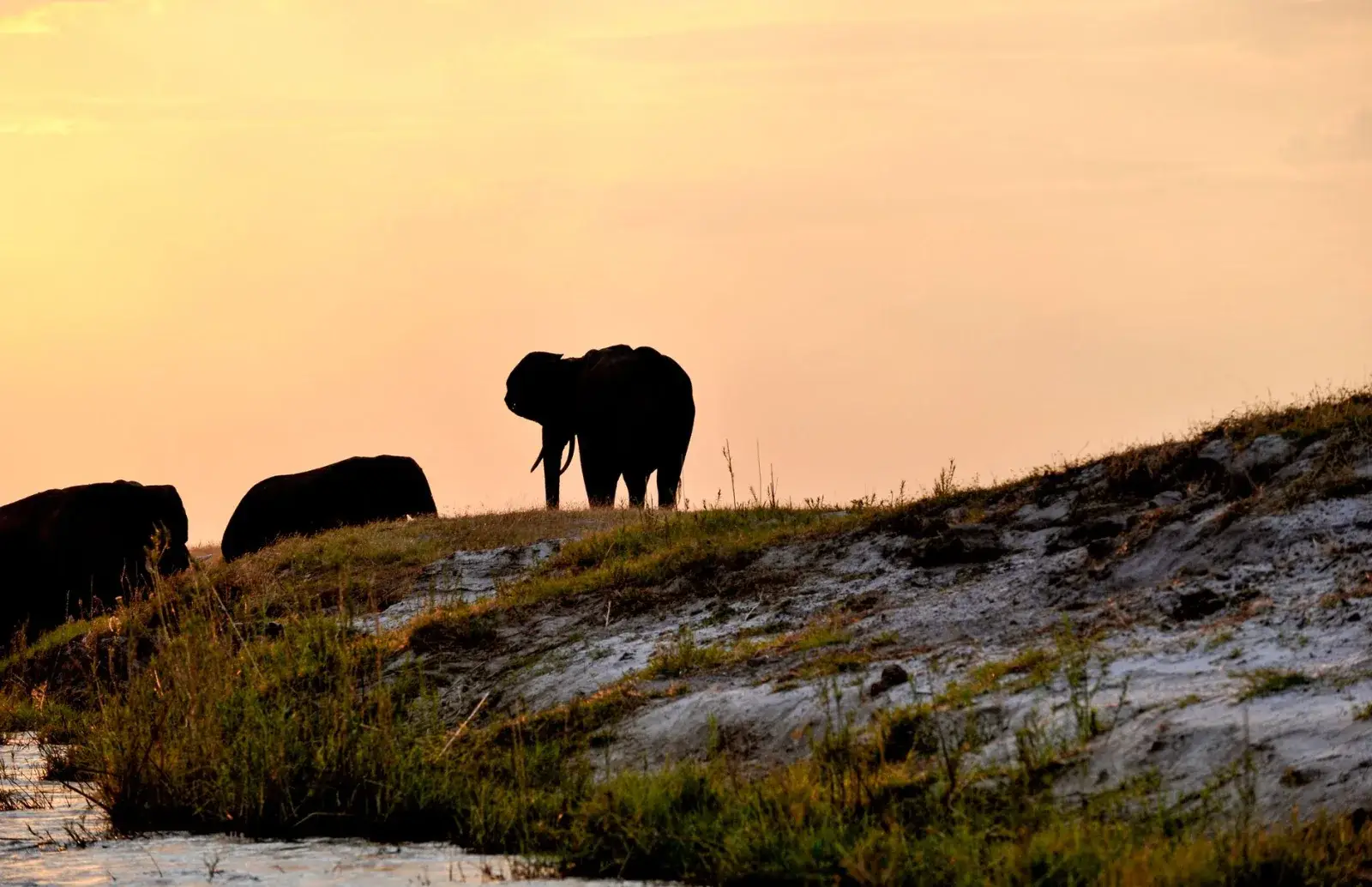 African savanna at golden hour